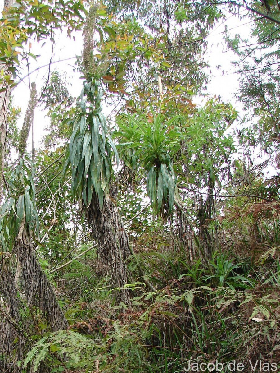 Lobelia leschenaultiana (C.Presl) Skottsb.